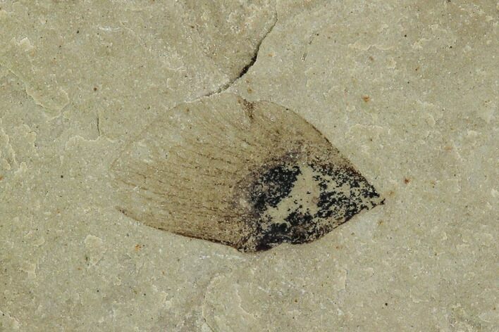 Fossil Seed- Green River Formation, Utah #108824